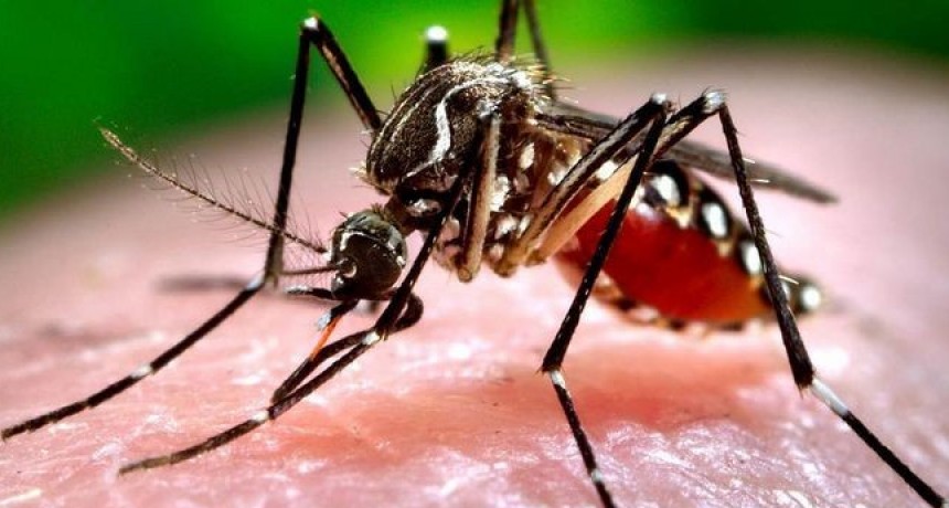La Rioja reporto 163 nuevos casos de dengue