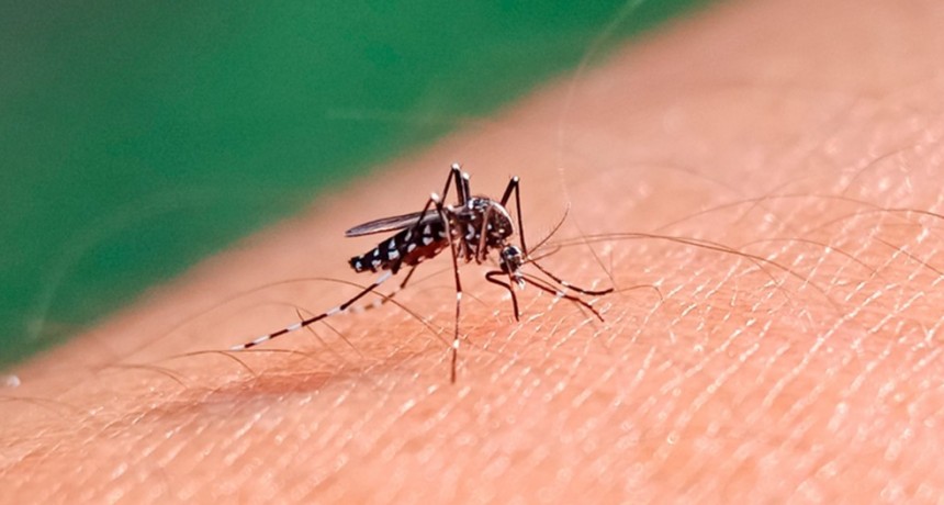 Se acumulan más de 420.000 casos de dengue en lo que va de 2024