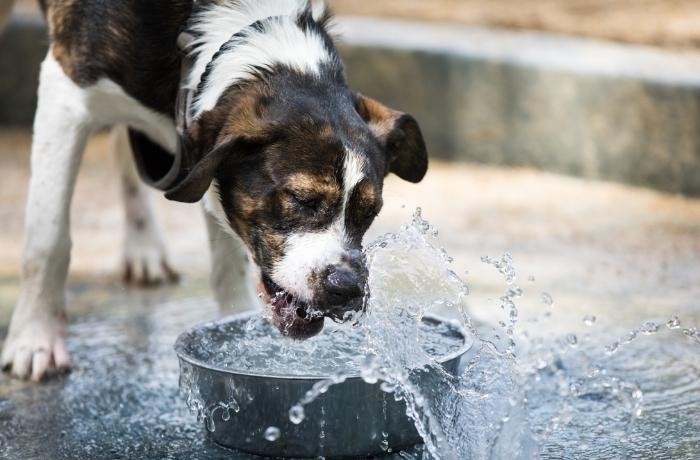 Verano y mascotas: cómo proteger a los animales de los efectos del calor extremo