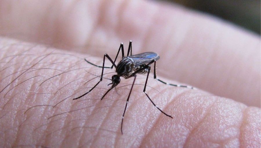 Dengue: Nuevo caso en Capital