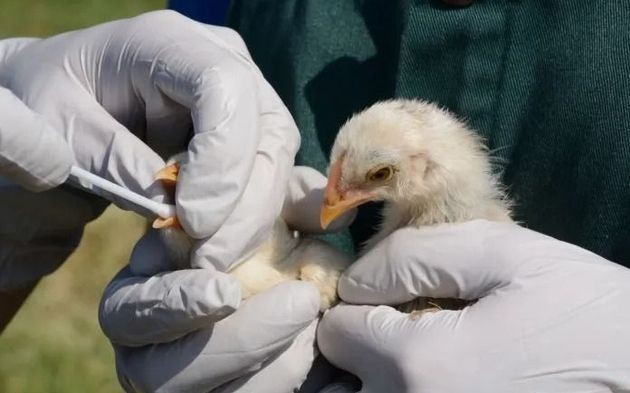 La Rioja alerta por la detección de casos de gripe aviar en el país 