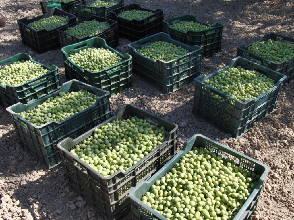 Cosecha en marcha: UATRE y la Cámara Olivícola sellaron un nuevo esquema salarial