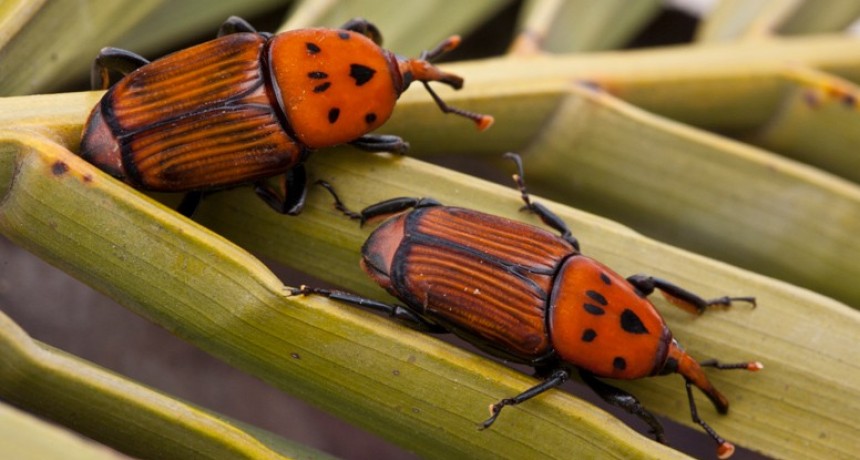 El Senasa declaró la emergencia fitosanitaria por el Picudo Rojo de las Palmeras