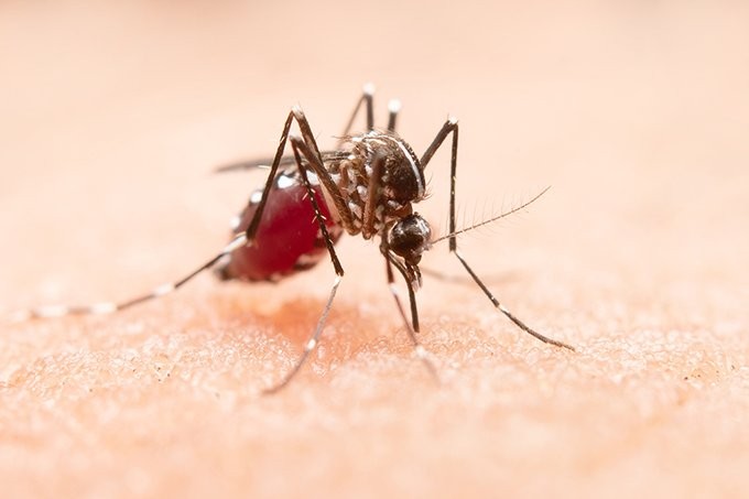 Hay más de 9 mil casos de dengue en todo el país