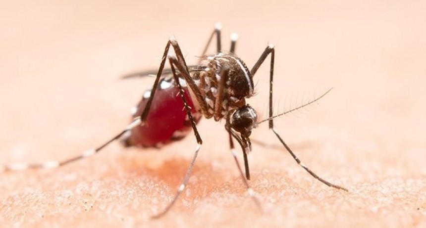 Hay más de 9 mil casos de dengue en todo el país