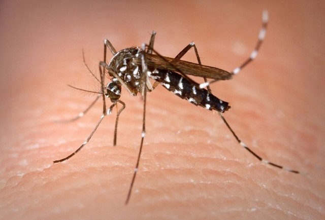 Los casos de dengue siguen en aumento 
