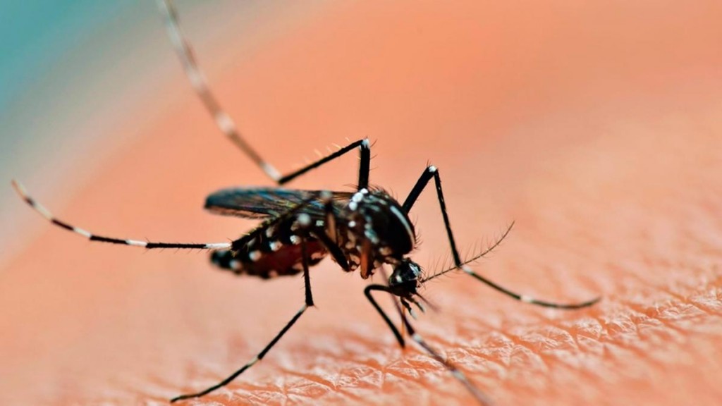 Dengue: Profesionales advierten que el aedes aegypti no pica de noche