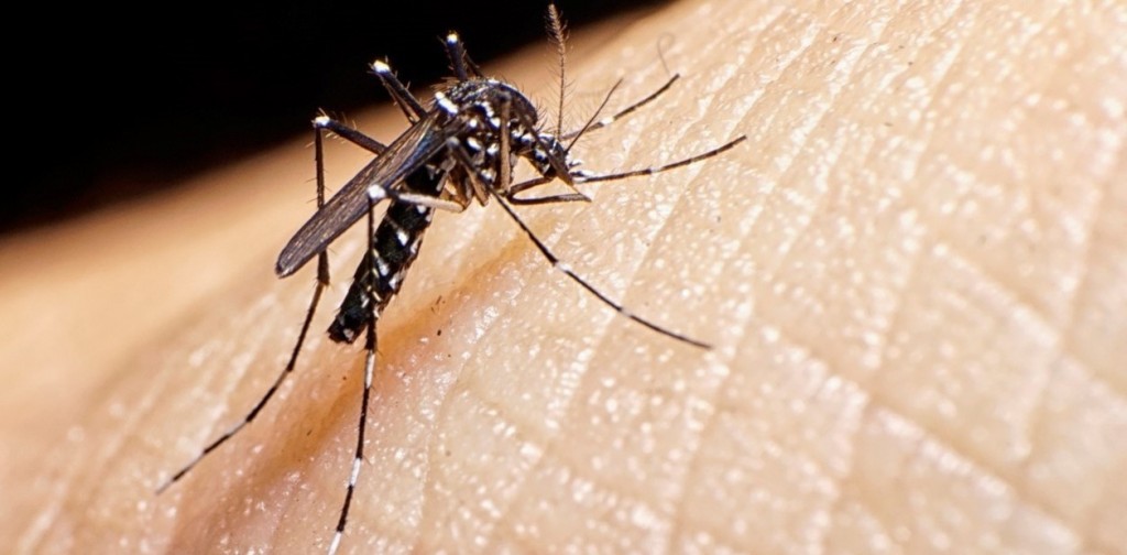 Preocupación por casos de dengue: informan sobre las etapas de la enfermedad y en que caso concurrir al médico
