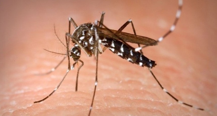 Los casos de dengue siguen en aumento 