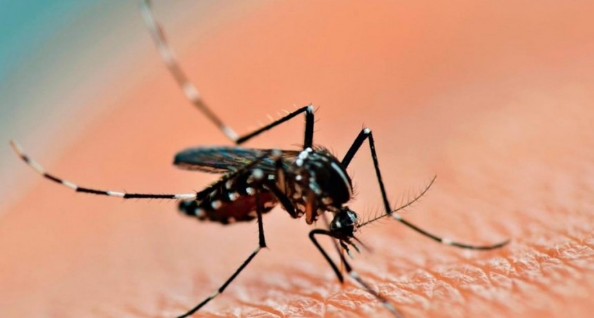 Dengue: Profesionales advierten que el aedes aegypti no pica de noche