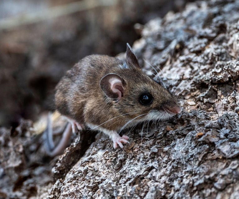 En Bariloche una mujer murió por hantavirus y hay 24 personas aisladas