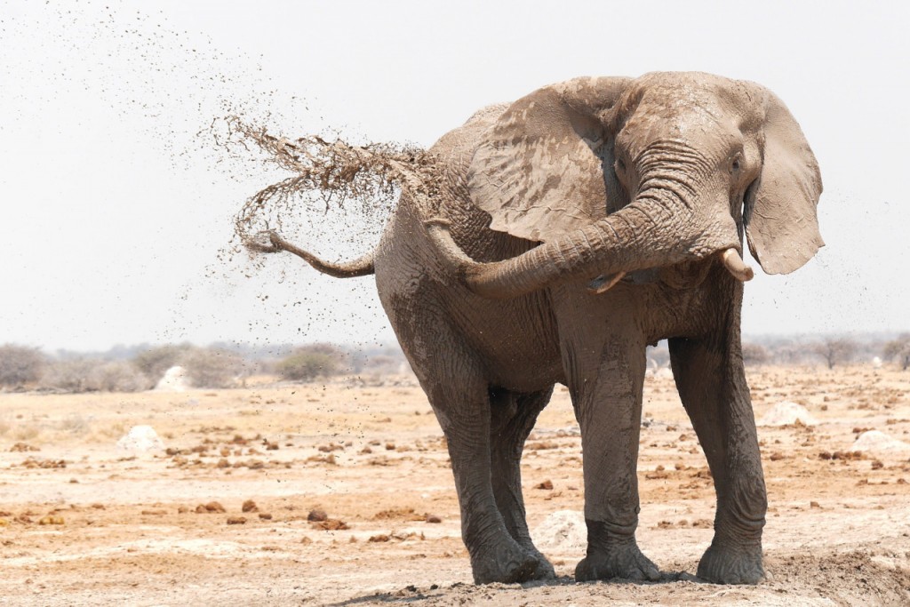 Insólito: la mató un elefante