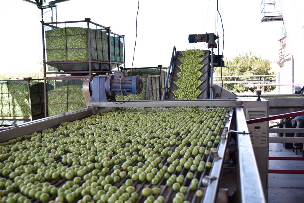 Las empresas estatales agrícolas registraron una temporada de cosechas altamente productiva 