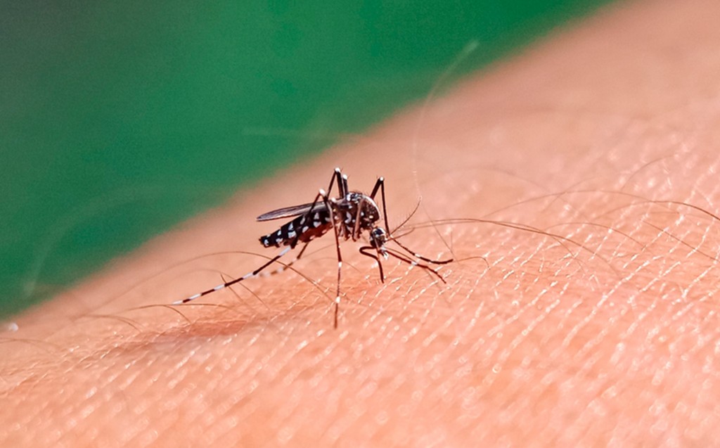 Se acumulan más de 420.000 casos de dengue en lo que va de 2024