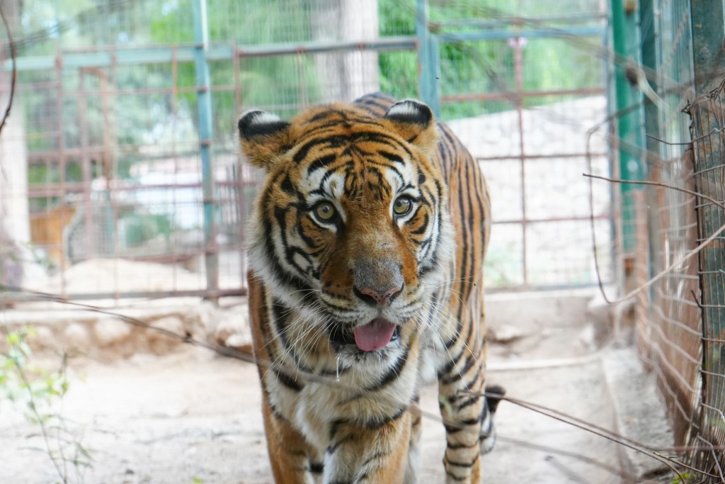 El Municipio  comenzó con el traslado de grandes felinos al Santuario Tekove Mymba 