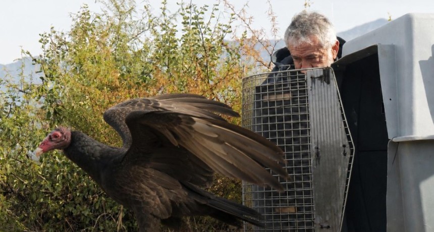 Tras su recuperaci&oacute;n, un jote volvi&oacute; a volar libre sobre los cielos riojanos