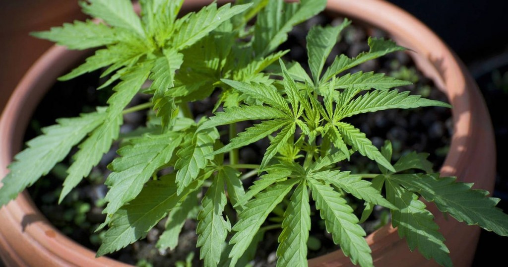 La Corte Suprema avala el uso de cannabis medicinal