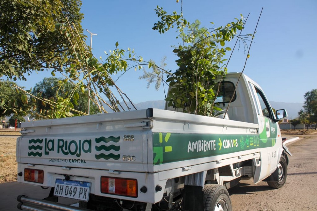 Colocan nuevos árboles en el barrio Jardín Norte