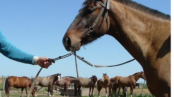 Municipio desmiente autorizaci&oacute;n para comercializar carne equina