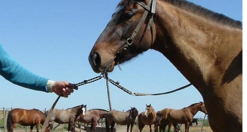 Municipio desmiente autorizaci&oacute;n para comercializar carne equina