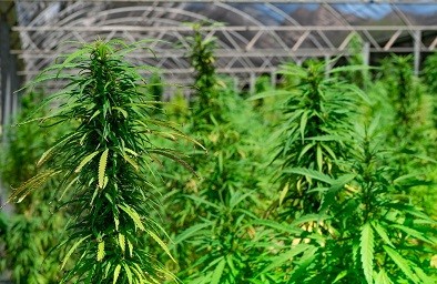 Agrogenética exporta cannabis medicinal a Suiza