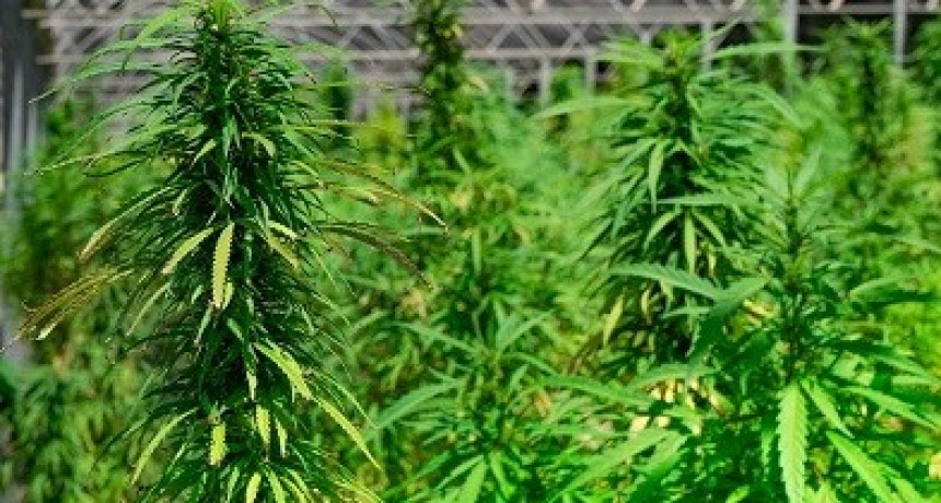 Agrogenética exporta cannabis medicinal a Suiza