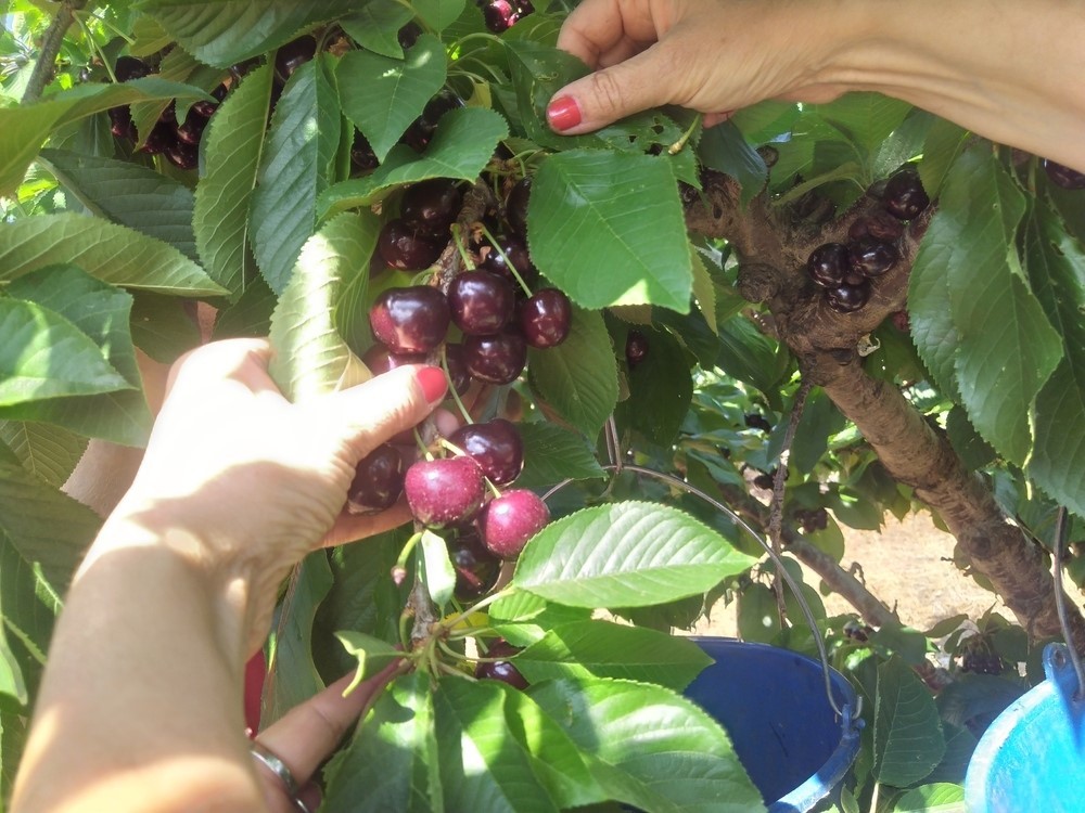 Fructífera producción de cereza en la costa riojana