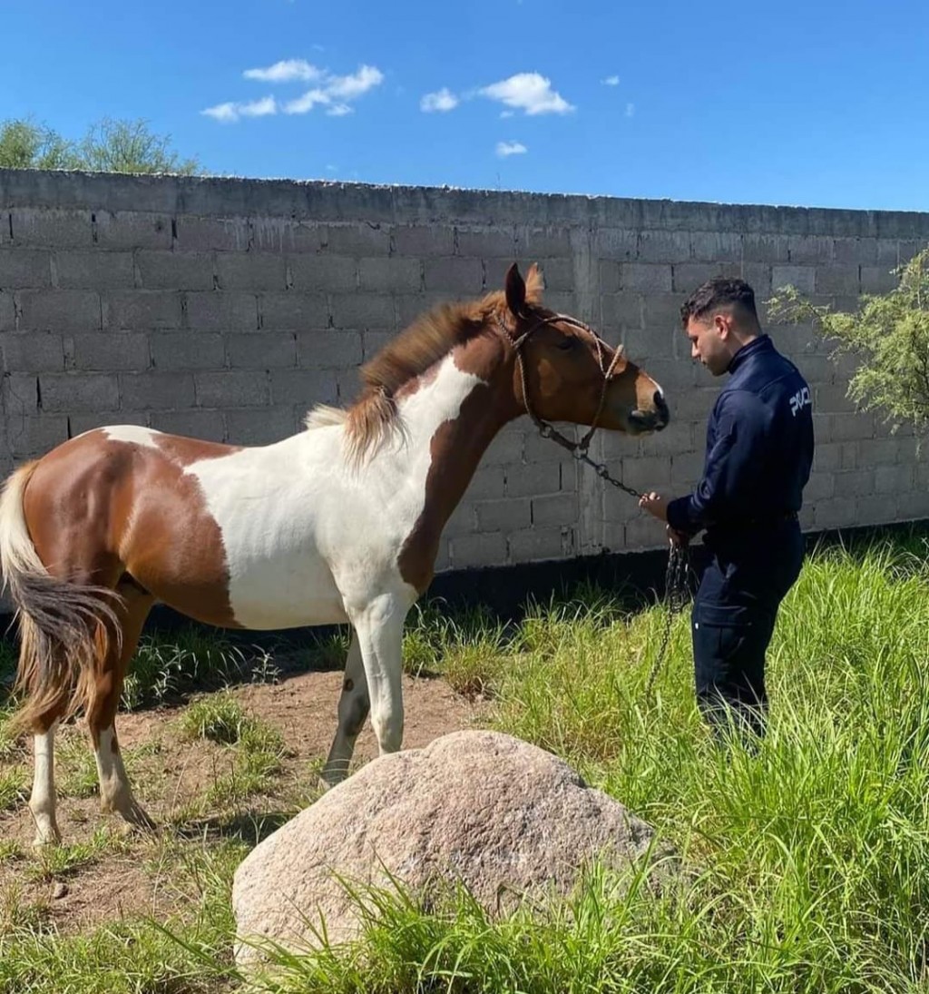 Destacan accionar policial por maltrato animal