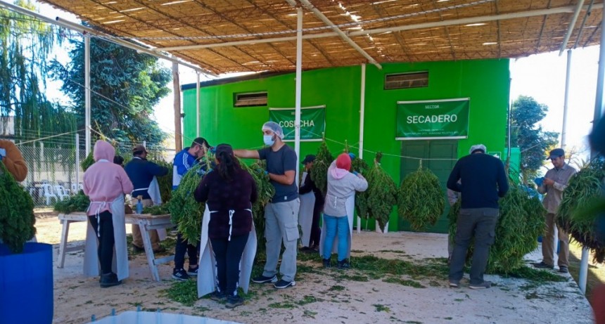 Importante convocatoria para la 2da Cohorte de la Diplomatura en Cultivo e Industrialización de Cannabis
