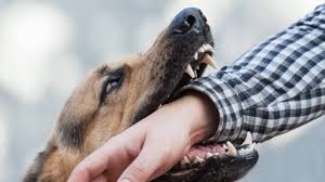 Falleció la beba atacada por un perro: permanecía internada en estado crítico